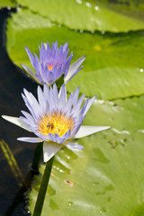 Detail of cape waterlily in the wilderness. Australia.