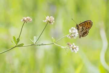 Day butterflies on flowers
