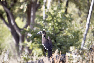 Ground Hornbill, Bucorvus leadbeateri, in the Moremi National Park, Botswana
