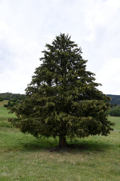 Tannenbaum zum Weihnachten vorbereiten und vllt. beschm&uuml;cken.
