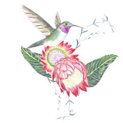 Fototapeta premium flowers and bird. Watercolor illustration for fashion print, poster, textiles, fashion design 