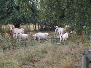 White cows