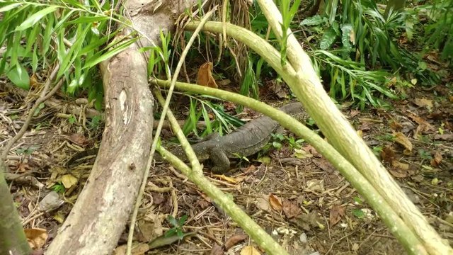 A clip of asian water monitor lizard on the ground in the forest