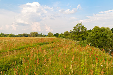 Vanishing dirt road through meadow
