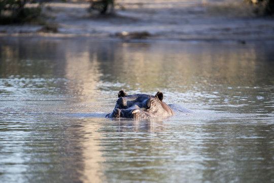 Angry Big Hippopotamus, Hippopotamus amphibius, defends the territory, in the Moremi National Park, Botswana