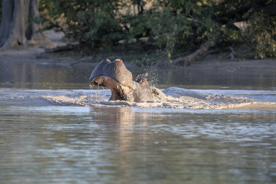 Angry Big Hippopotamus, Hippopotamus amphibius, defends the territory, in the Moremi National Park, Botswana