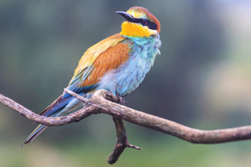 exotic bird among the rough branches