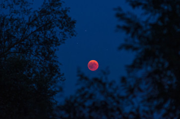Total lunar eclipse on the evening of July, the 27th 2018 with moon and stars framed by silhouettes of trees