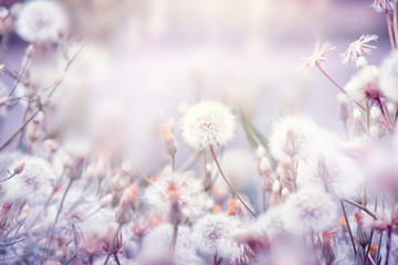 Beautiful floral background with dandelion flowers in summer. Pastel colors. Nature beauty.