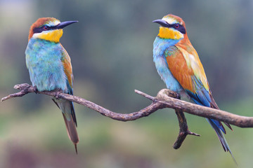 pair of European bee eaters