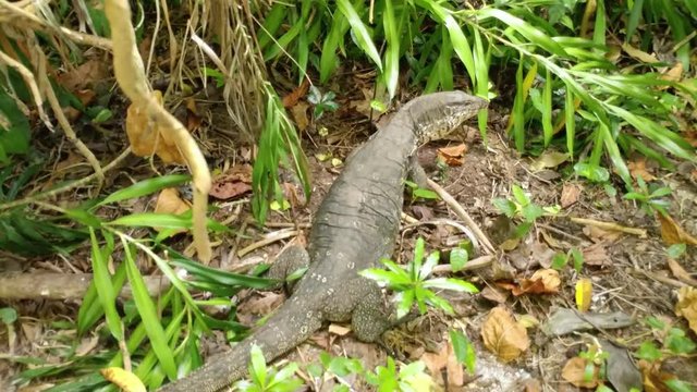 Ungraded clip of a water monitor lizard in the forest attacks the cameraman by whipping its tail