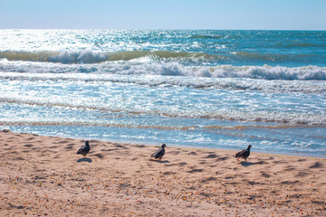 Fototapeta na wymiar pigeons on the beach