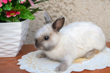 Easter bunny near spring wreath. Little dwarf rabbit sitting near flowers.