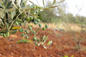 Olive