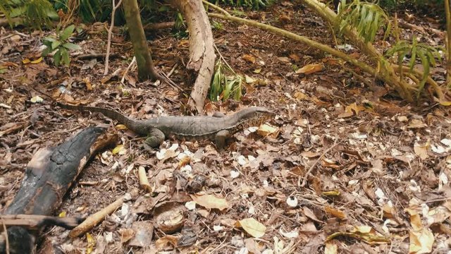 A clip of a cautious monitor lizard on the ground in the forest