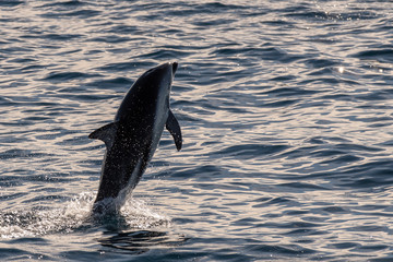 Dusky dolphin playing in sunlight