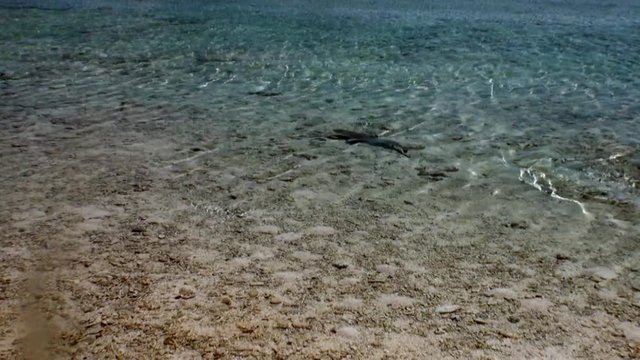 Shark in shallow water of Tahiti Island. Picturesque wild nature of French Polynesia.