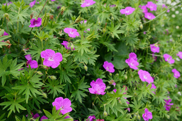 Purple bloody geranium plant
