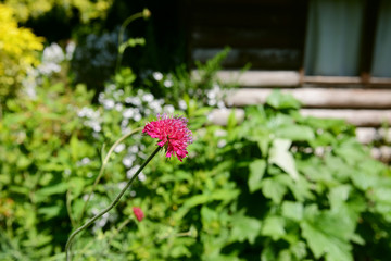Pink knautia flower in verdant garden