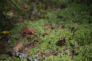 the natural background - the pine cone on a moss