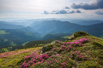 Fototapeta premium The lawn with pink rhododendron in the high mountains landscapes. The sky with clouds in beautiful light. Sunny spring day. Eco touristic resting.