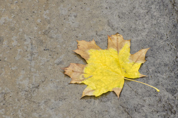 Yellow maple leaf on wet asphalt. Autumn concept