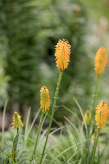 Fackellilien (Kniphofia),  oder Raketenblumen