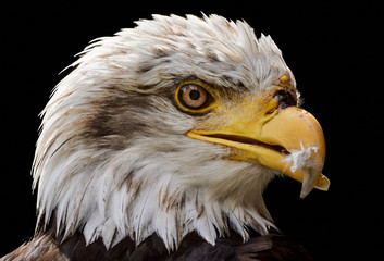 Weißkopfseeadler, Haliaeetus leucocephalus