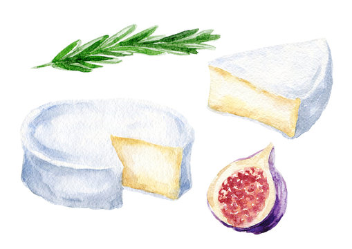 Hand drawn watercolor camembert french cheese set, with fig and rosemary, food illustration isolated on white background.