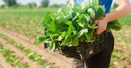 the farmer is holding cabbage seedlings ready for planting in the field. farming, agriculture, vegetables, agroindustry.