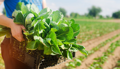 the farmer is holding cabbage seedlings ready for planting in the field. farming, agriculture, vegetables, agroindustry.