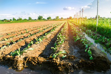 vegetable rows of young cabbage grow in the field. farming, agriculture. agroindustry.