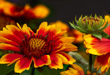 Feuer und Flamme - on fire