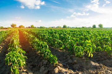 Fototapeta na wymiar vegetable rows of pepper grow in the field. farming, agriculture. Landscape with agricultural land