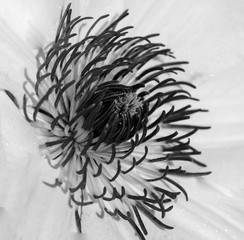 Clematis black and white