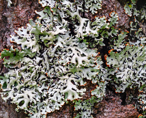 Moss grey and yellow