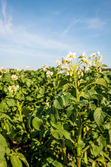 Fototapeta na wymiar White-yellow blossoms of potato plants up close