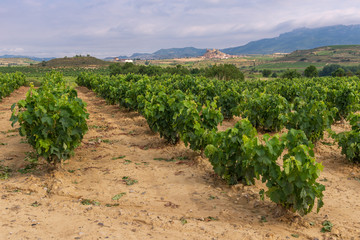 Fototapeta na wymiar Vineyard with San Vicente de la Sonsierra as background, La Rioja, Spain