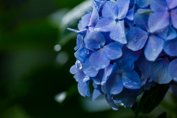 Blue flowers with drops of water