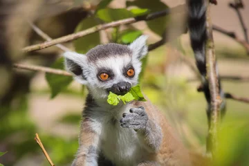 Foto op Canvas Lemur © guinevra