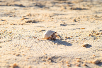 Hermit crab on beach in Eygpt, crab running in sand