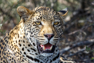 Fototapeta na wymiar Portrait of a male leopard in Sabi Sands Game Reserve, part of the Greater Kruger Region, in South Africa
