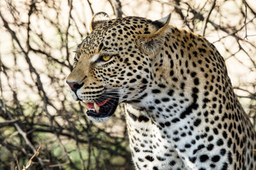 Portrait of a male leopard in Sabi Sands Game Reserve, part of the Greater Kruger Region, in South Africa