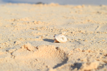 Hermit crab on beach in Eygpt, crab running in sand
