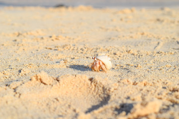 Hermit crab on beach in Eygpt, crab running in sand