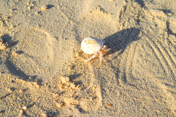 Hermit crab on beach in Eygpt, crab running in sand