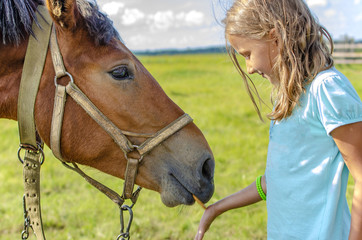 girl in blue t-shirt feeding horse with palm cookie in summer