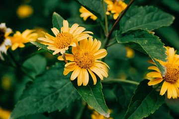 Beautiful floral background with bright yellow chamomile flowers