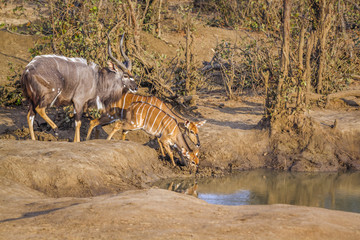 Nyala in Kruger National park, South Africa ; Specie Tragelaphus angasii family of Bovidae