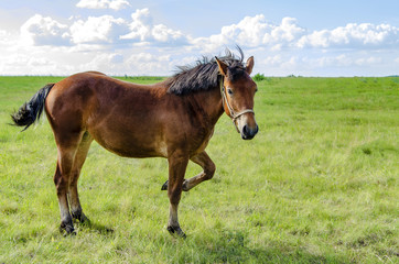 a horse stands on a green meadow in summer in sunny weather